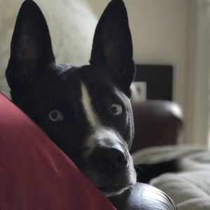 Meet your Posher, Kira